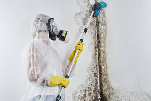 Best Black Mold Remediation in Bass Lake, IN