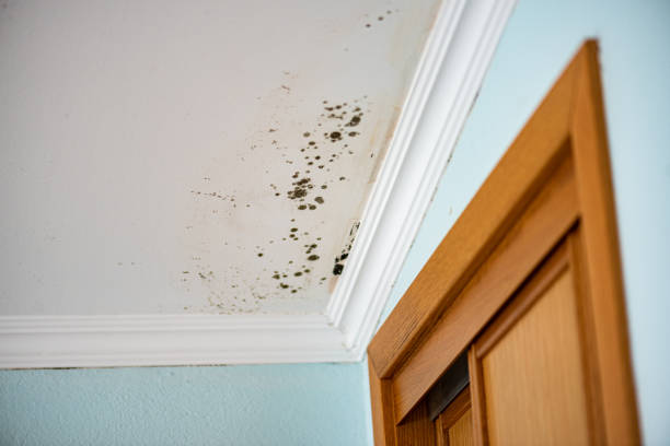 Best Attic Mold Remediation in Bass Lake, IN